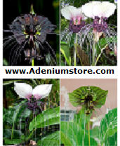 (image for) Tacca Bat Plant Seeds 'Mixed' (6 Seeds)